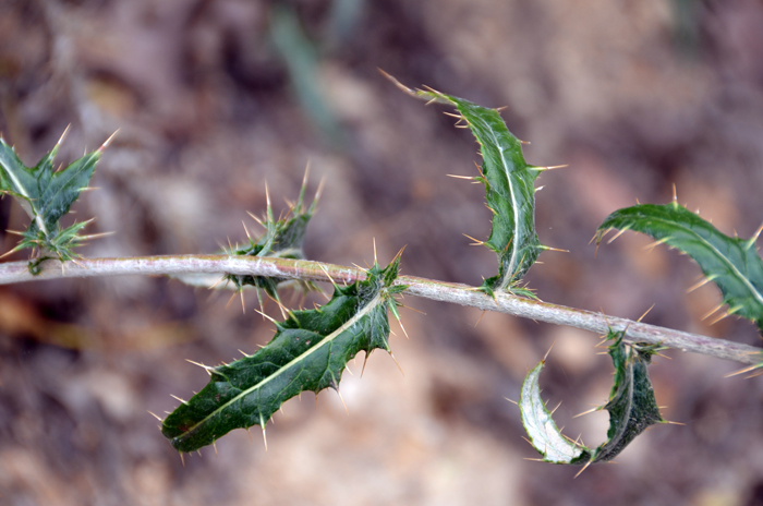Arizona Thistle has spiny leaves that alternate along the stem. Leaf shape is variable; either linear, elliptic or oblong, sharply toothed and the upper leaves more glabrous, clasping and with spines along margins as shown here. Cirsium arizonicum